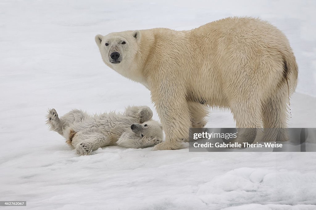 Polar bear