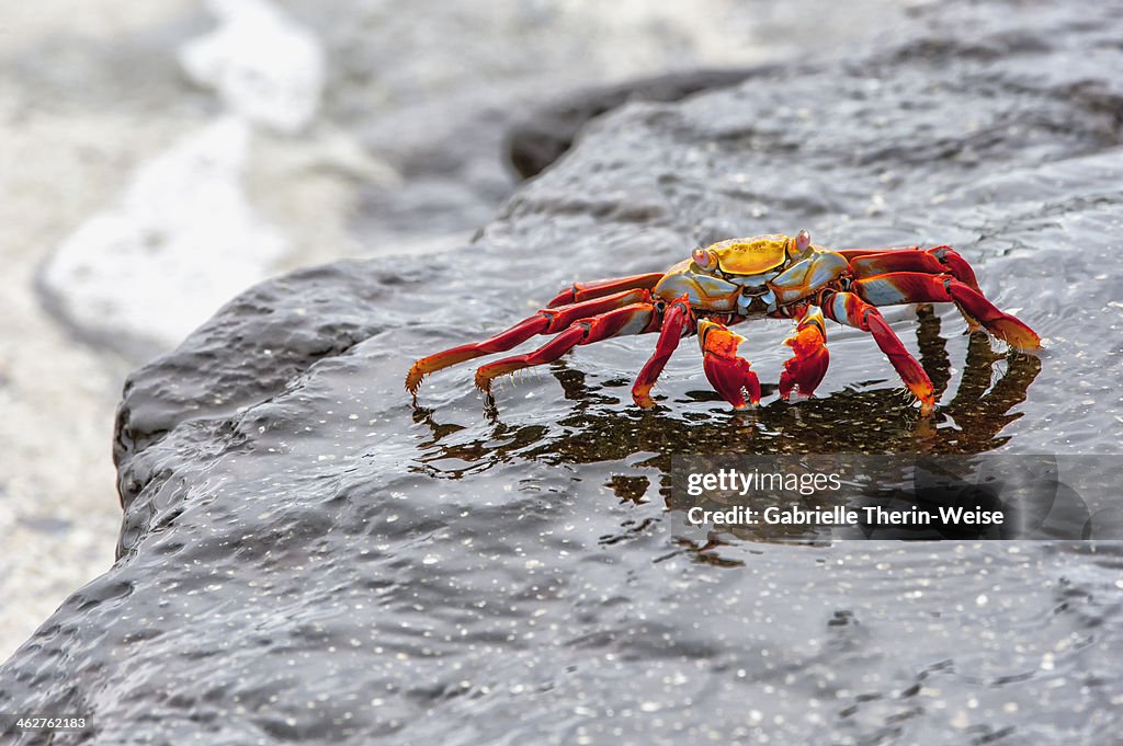 Sally lightfoot crab