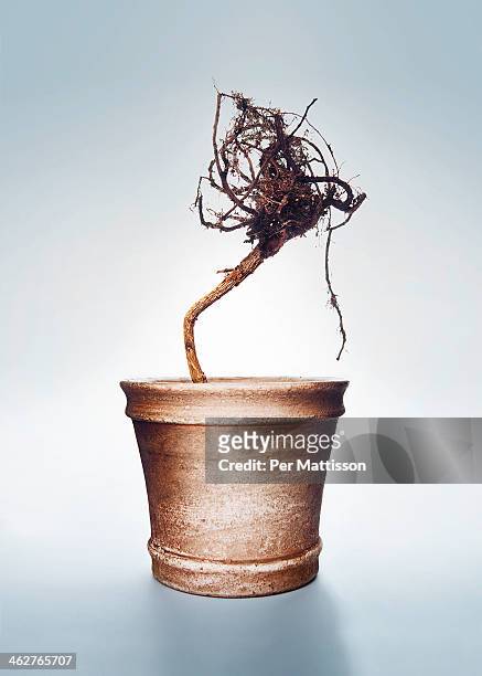 roots in pot - per mattisson stock-fotos und bilder