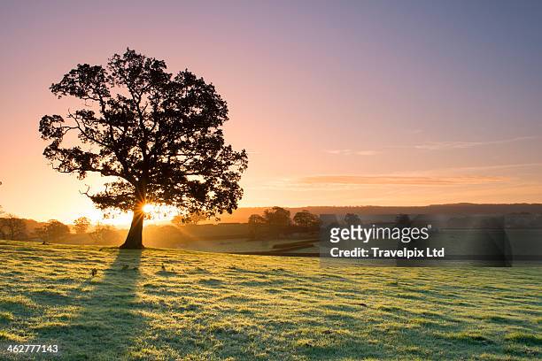sunlight bursting through oak tree at dawn - single tree foto e immagini stock