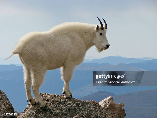 rocky mountain goat on rock looking down - mountain goat stock pictures, royalty-free photos & images