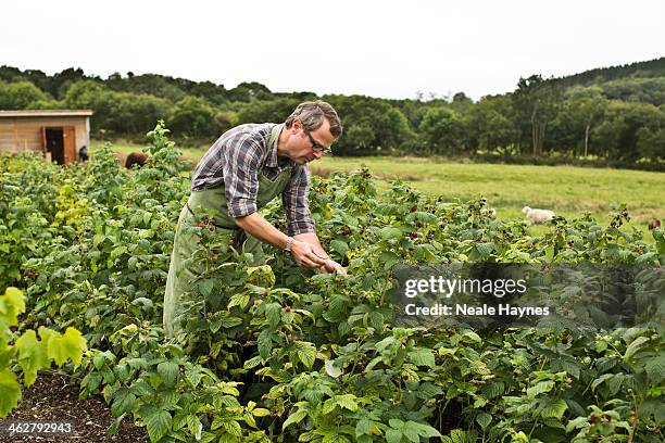 Food writer, campaigner, chef and tv presenter Hugh Fearnley Whittingstall is photographed for Channel 4 on September 18, 2013 in Bridport, England.