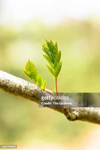 Leaves emerging from tree buds on branch of Rowan tree, Sorbus aucuparia, or Mountain Ash as Spring turns to Summer in UK&#13;&#10;