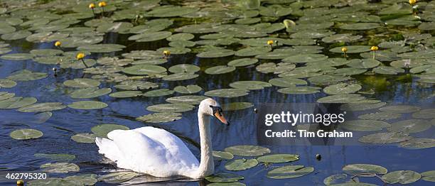 Mute Swan, Cygnus olor, serenely gliding along one of the rhynes on the Somerset Levels wetlands in summer, UK