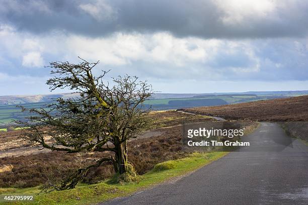 Windblown and windswept hawthorn tree on empty moorland road in cloudy stormy weather, Exmoor National Park, Somerset, UK