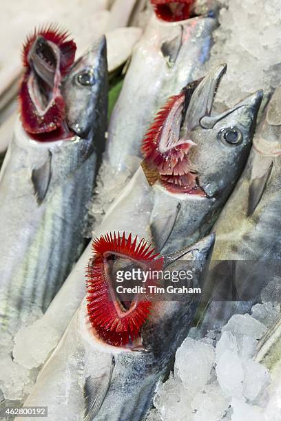 Fresh Bonito fish, like tuna, on display for sale at food market in Kadikoy district on Asian side of Istanbul, East Turkey