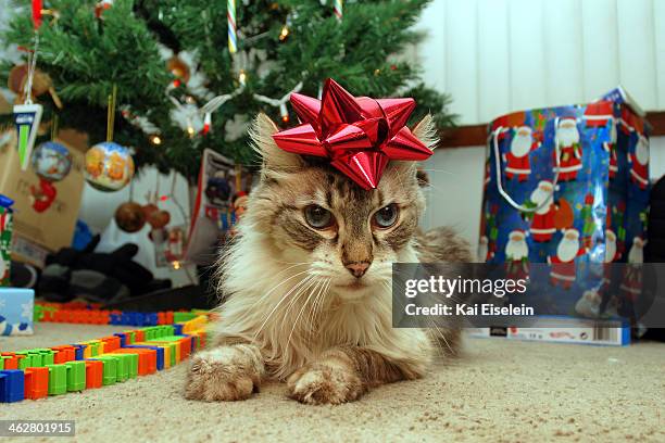 Christmas Cat