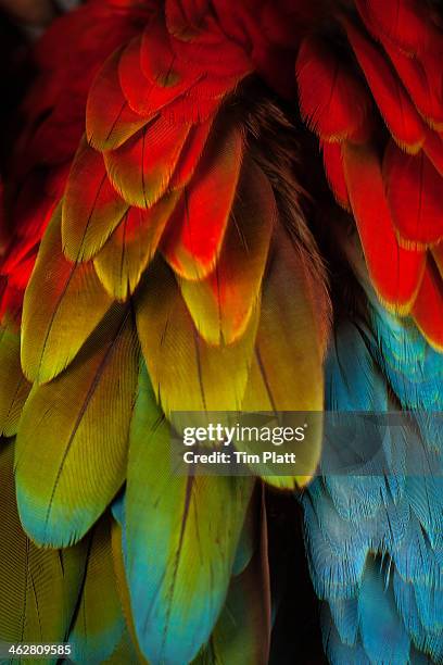 feathers on a green winged macaw - parrot feather stock pictures, royalty-free photos & images