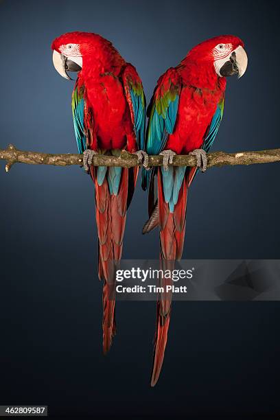 two green winged macaws perched on a branch. - tropenvogel stock-fotos und bilder