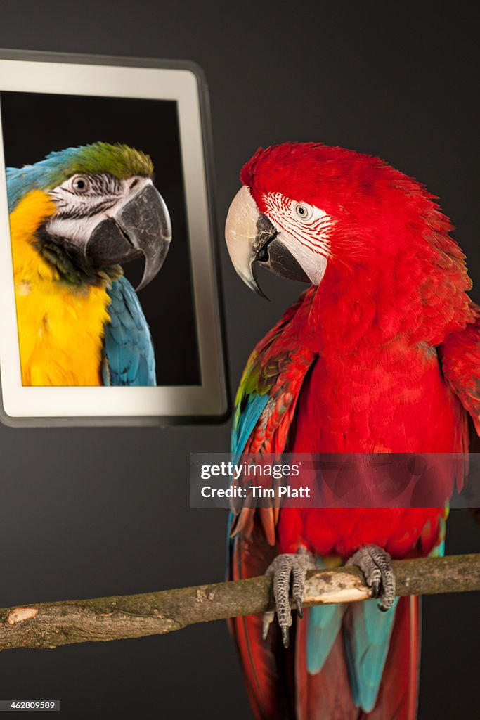 Green Winged Macaw looks at a computer tablet.