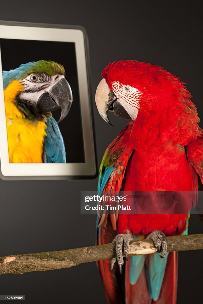 Green Winged Macaw looks at a computer tablet.