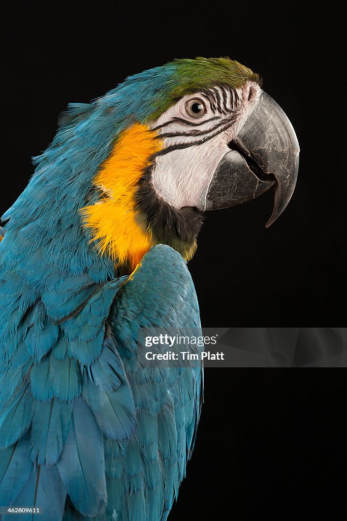 Portrait of a Blue and Gold Macaw.