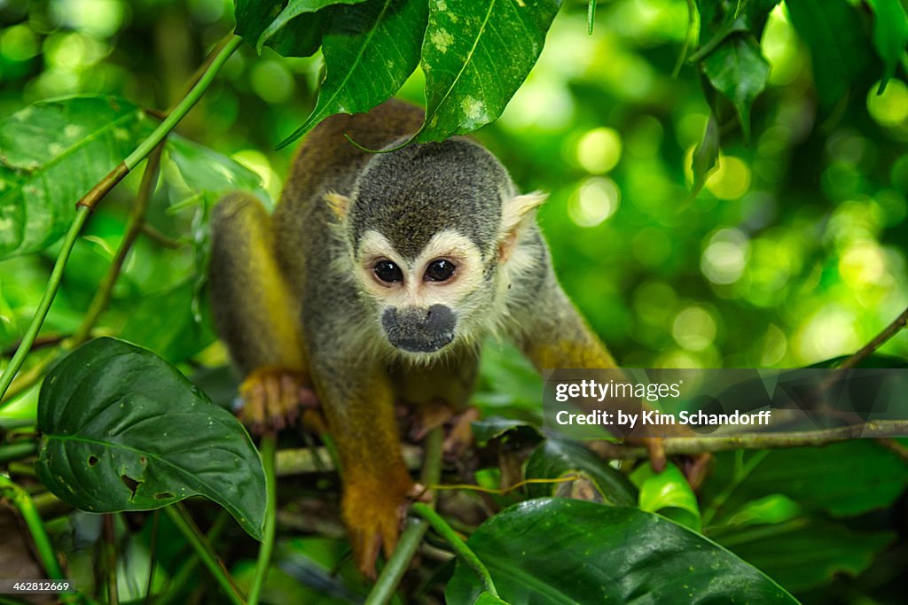 Titi Monkey