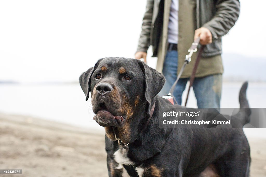 Rotweiler Rear Owner Holds Back Rottweiler High-Res Stock Photo - Getty Images