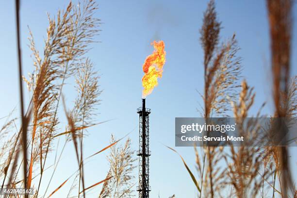 October 12: Unused gas burns out of a flare bleeder behind wheat in Petrochina's Tazhong oil factory on October 12, 2006 in Tarim Oilfield, Xinjiang...