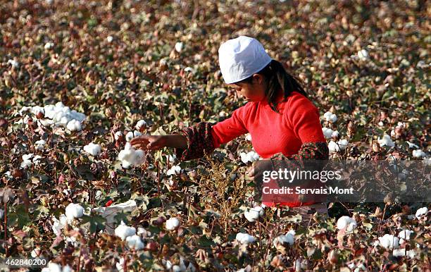 October 10: A female worker harvests cotton in a cotton field on October 10, 2006 near Korla, Xinjiang province, China.