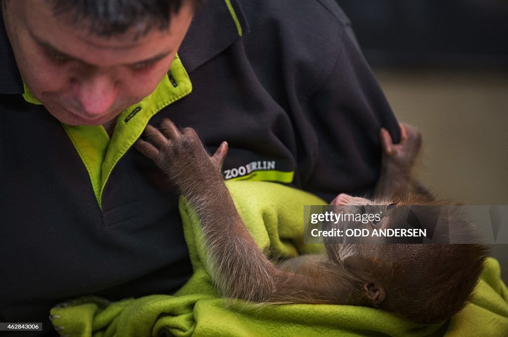 GERMANY-ANIMAL-ORANGUTAN