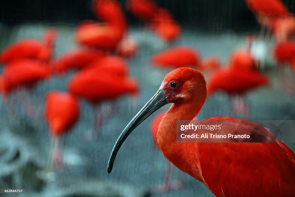 Red Scarlet Ibis Bird