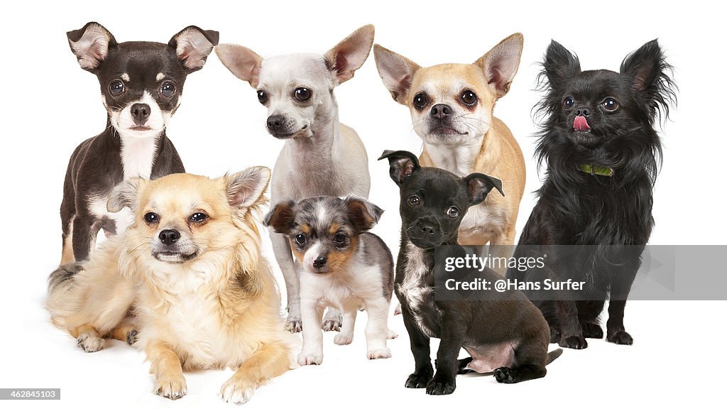 7 different Chihuahua's !