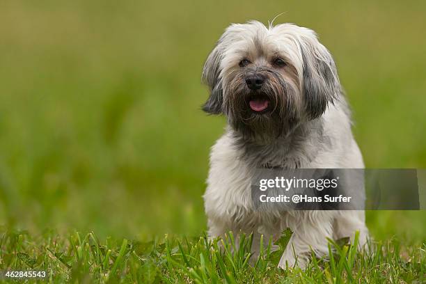havanese dog after a haitcut! - bichon stock-fotos und bilder