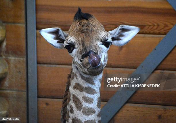 Six-days young baby giraffe Ikinya is pictured at the 'Giraffe House' in the Zoo and Botanic Garden of Budapest on February 6, 2015. The new born...