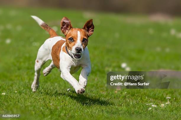 fast rinning jack russel terrier! - jack russell terrier stock pictures, royalty-free photos & images