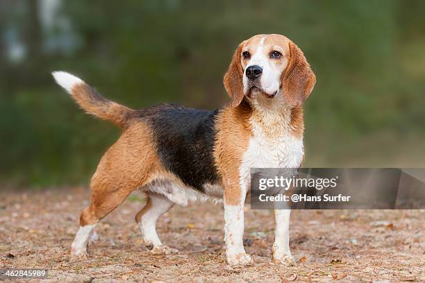 proud beagle! - ビーグル ストックフォトと画像