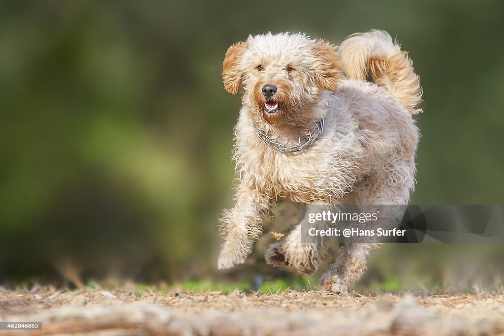 A Labradoodle on 1 leg!