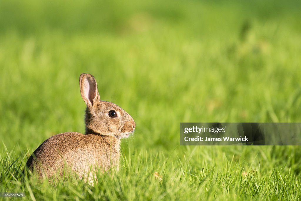 European rabbit on alert