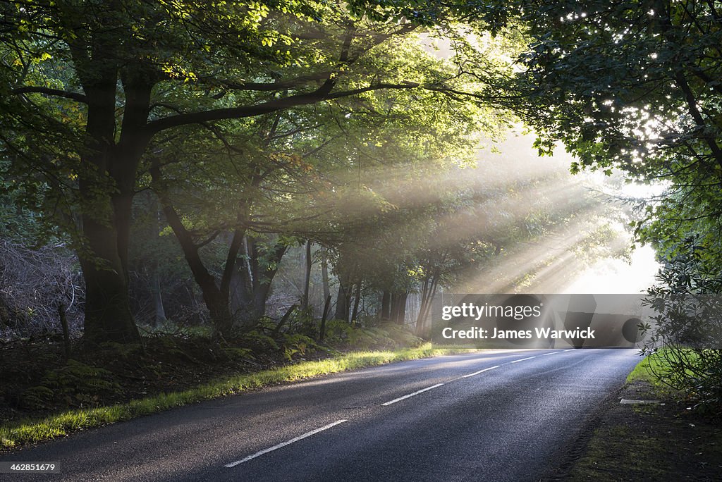 Morning sun rays falling on forest road
