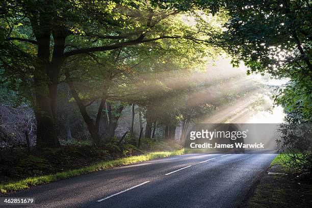 morning sun rays falling on forest road - country road stock pictures, royalty-free photos & images