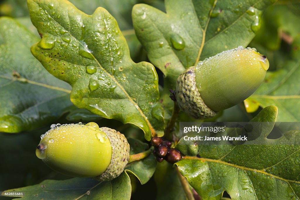 Acorns and oak leaves in morning dew