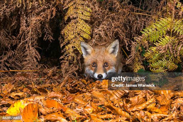Hi Fall Fox 16,932 Fox Fall Stock Photos, High-Res Pictures, and Images - Getty Images