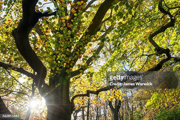 beech woods in autumn - beech trees stock-fotos und bilder