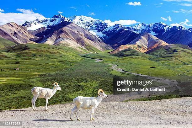 dall sheep at the polychrome overlook - denali national park foto e immagini stock