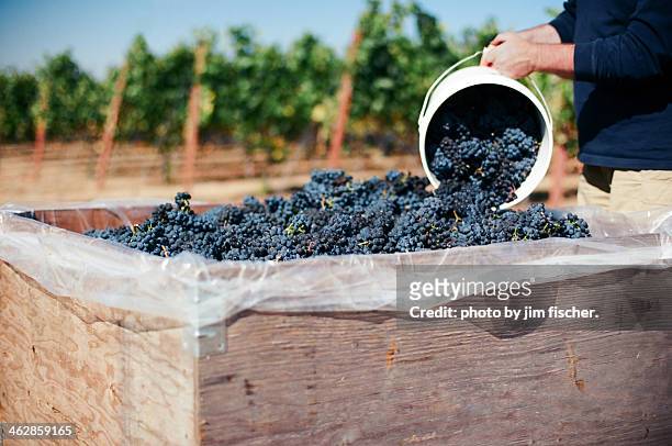 pinot noir harvest - willamette valley stock pictures, royalty-free photos & images