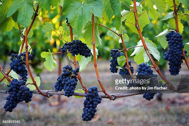 pinot noir grapes - willamette valley stock pictures, royalty-free photos & images