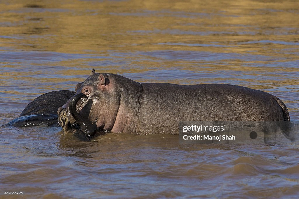Hippo youngster examining dead wildebeest in river