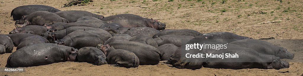 Hippos sun bathing