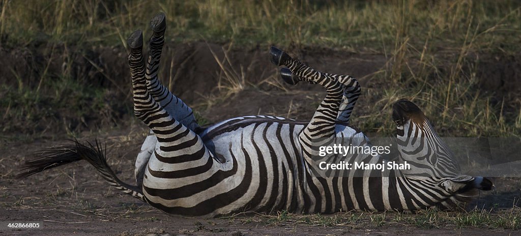 Zebra rubbing its back on the ground