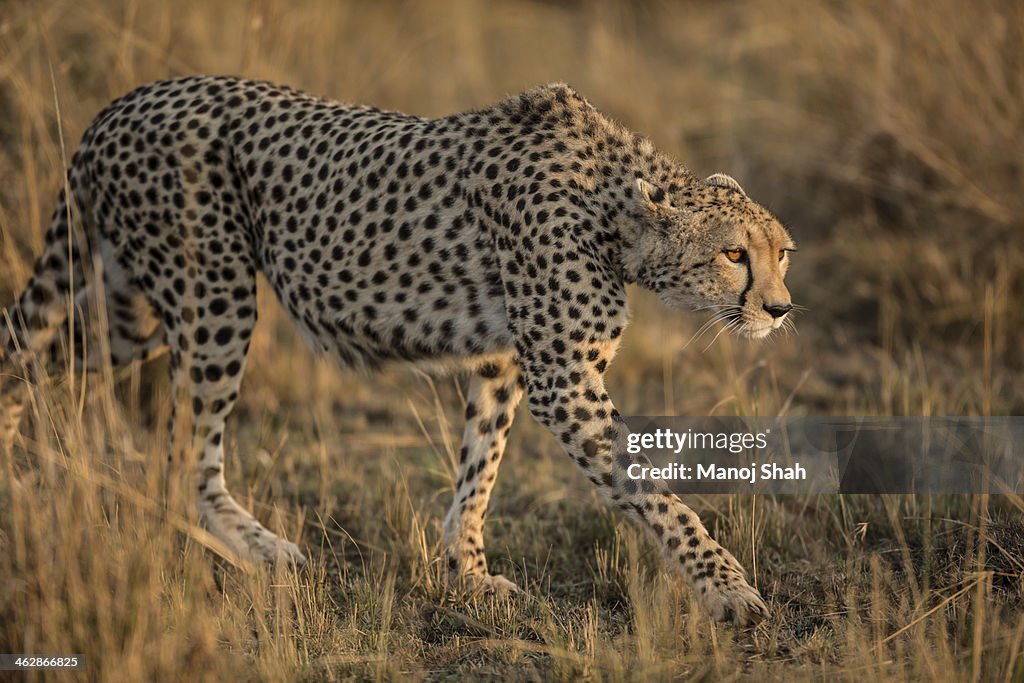 Cheetah scanning the area for prey early morning