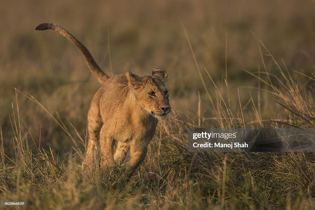 Lion youngster running