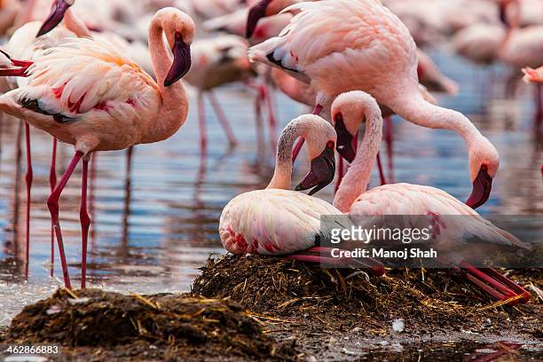 flamingos with their nests - animal nest stock pictures, royalty-free photos & images