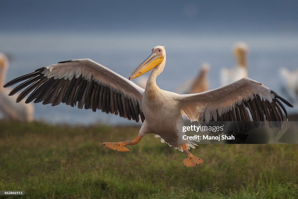 Pelican spreading wings