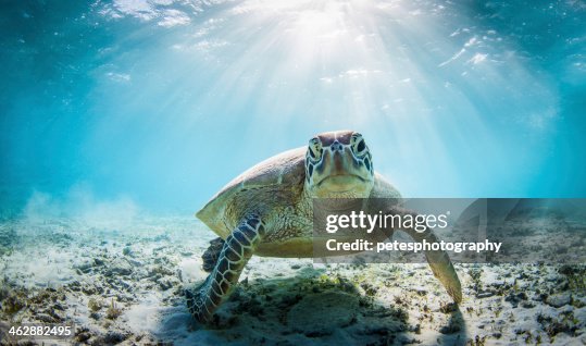 Funny sea turtle Funny sea turtle