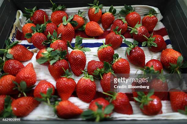 Harvested Himebijin strawberries sit in a tray at Okuda Farm in Hashima, Gifu Prefecture, Japan, on Tuesday, Jan. 14, 2013. The farm this month began...