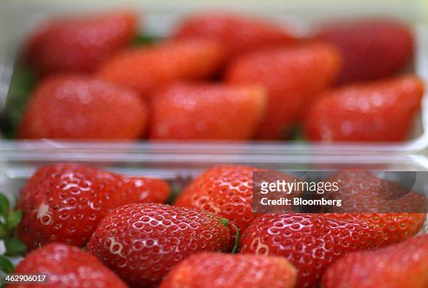 Himebijin strawberries sit in trays at Okuda Farm in Hashima, Gifu Prefecture, Japan, on Tuesday, Jan. 14, 2013. The farm this month began harvesting...