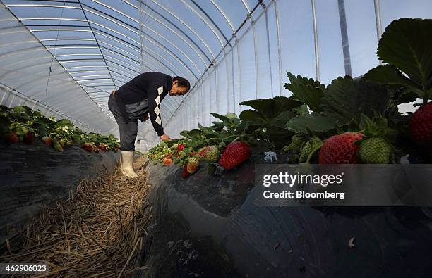 Mikio Okuda, owner of Okuda Farm, harvests Himebijin strawberries in a greenhouse at his farm in Hashima, Gifu Prefecture, Japan, on Tuesday, Jan....