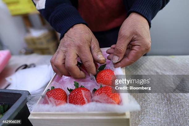 Mikio Okuda, owner of Okuda Farm, packs harvested Himebijin strawberries at his farm in Hashima, Gifu Prefecture, Japan, on Tuesday, Jan. 14, 2013....
