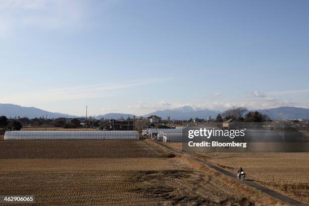 Greenhouses stand at Okuda Farm in Hashima, Gifu Prefecture, Japan, on Tuesday, Jan. 14, 2013. The farm this month began harvesting strawberries that...